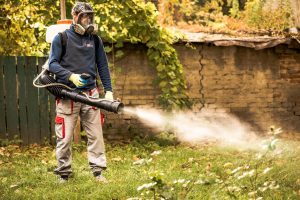 dezinsectie bucuresti