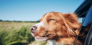 Accesoriile pentru animale, un strict indispensabil pentru fericirea prietenilor necuvantatori