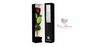 Crioflowers – furnizorul de incredere in ceea ce priveste stocul de flori si plante criogenate pentru industria floristica!