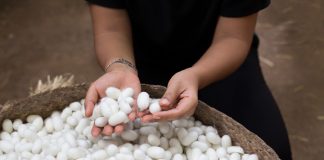 Cea mai rezistenta fibra naturala din lume: matasea