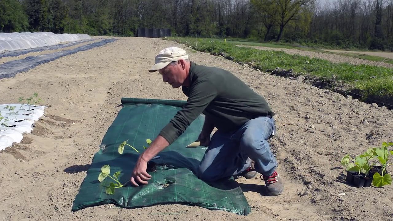 Cum se folosesc prelatele si ce sunt? Cum pot fi de folos in gradina ta?