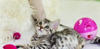 HighTech Cats! Pisicile pot avea acum prieteni electrici