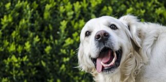 Rase de caini preferate de celebritatile de la Hollywood