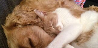 10 lucruri pe care trebuie sa le stii despre pisici si caini