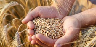 Cum se cultiva graul?