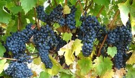 Despre vinurile Feteasca Neagră – tot ce trebuie sa stii