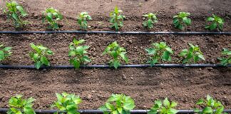 Eficiența Sistemelor de Irigații în Agricultura Modernă Tehnologii și Tendințe Actuale