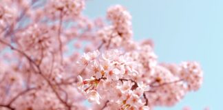 Cireșii japonezi: secretele unei înfloriri spectaculoase în grădina ta