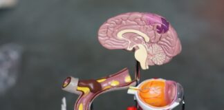 RMN cerebral: când este recomandat și ce rol are în diagnosticarea afecțiunilor neurologice