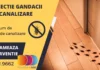 De ce este important să eliminăm șoarecii din casă?