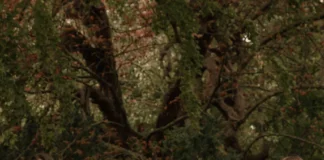 Rochii de ocazie – Ghidul pentru alegerea rochiei perfecte