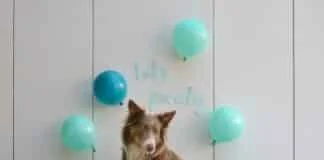 Cum percep câinii trucurile și iluziile optice și de ce devin agitați la numerele de magie