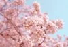 Cireșii japonezi: secretele unei înfloriri spectaculoase în grădina ta Cireșii japonezi: secretele unei înfloriri spectaculoase în grădina ta